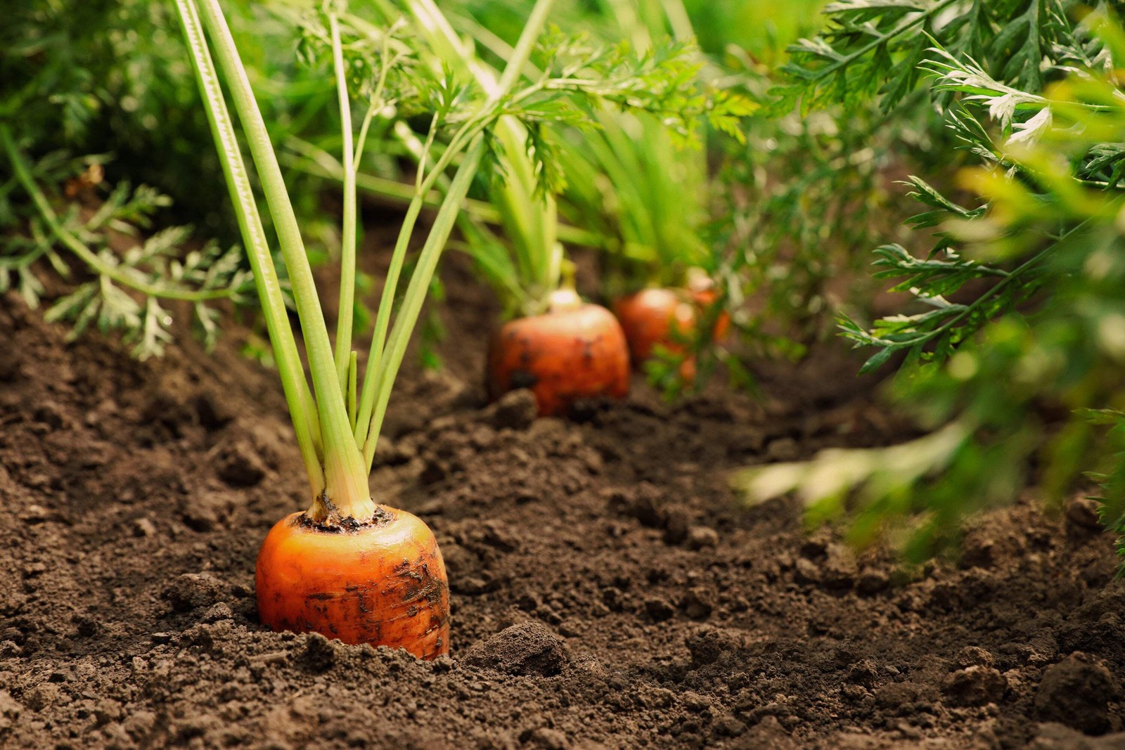 1500 IMPERATOR 58 CARROT Daucus Carota Seeds