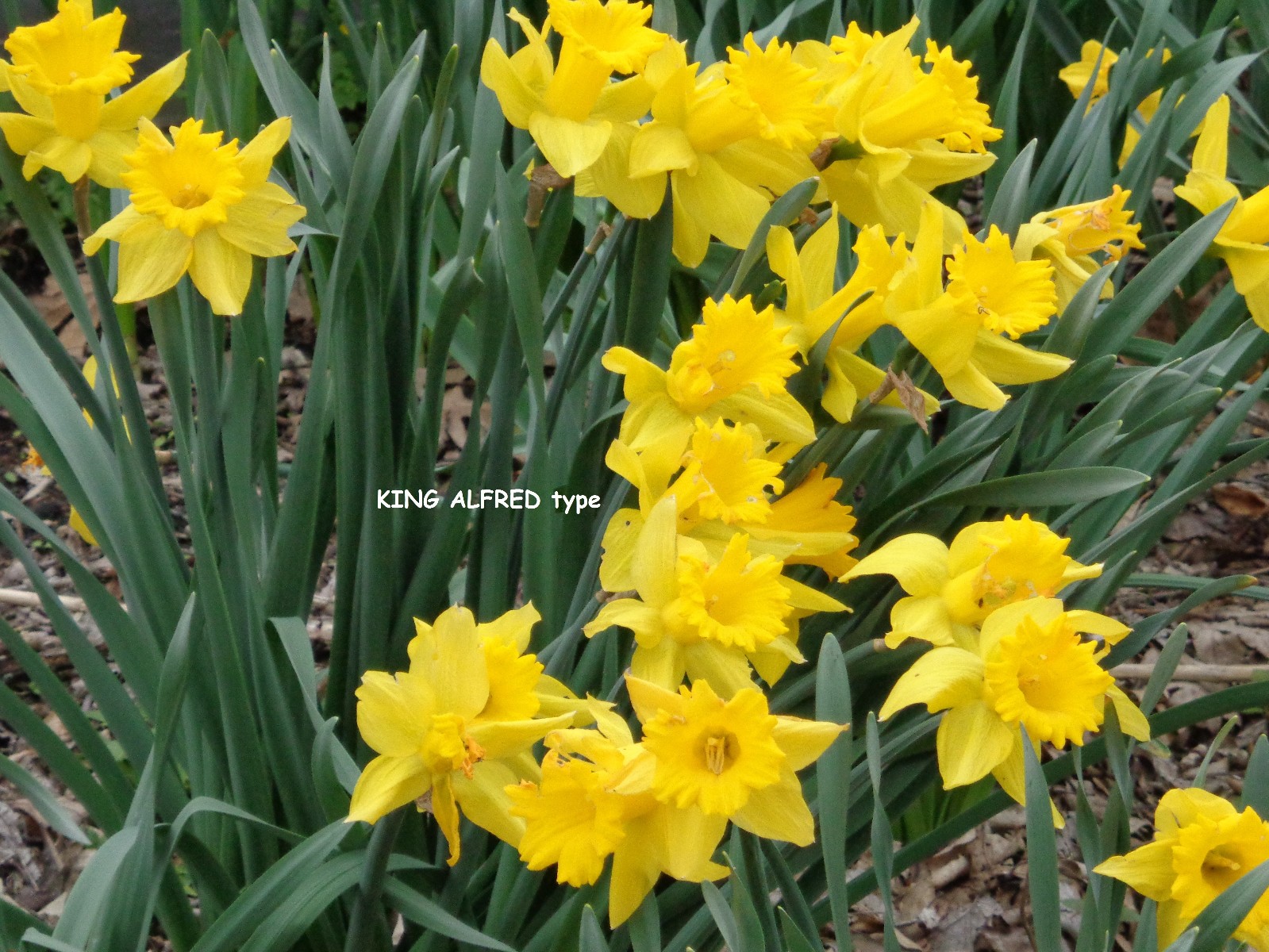 197 DAFFODIL BULBS 5 Varieties PlsREAD Jonquils Narcissus FromMyGarden