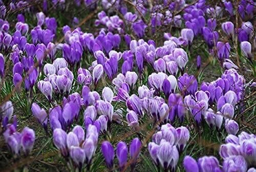 Blue Moon Mix Crocus Blues and Purples 20