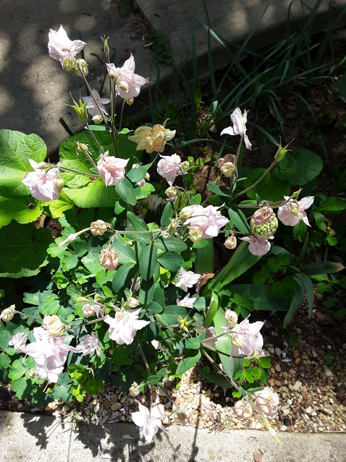 100+ Rare Light Pink Multi Layer Columbine Perennial Flower Seeds.