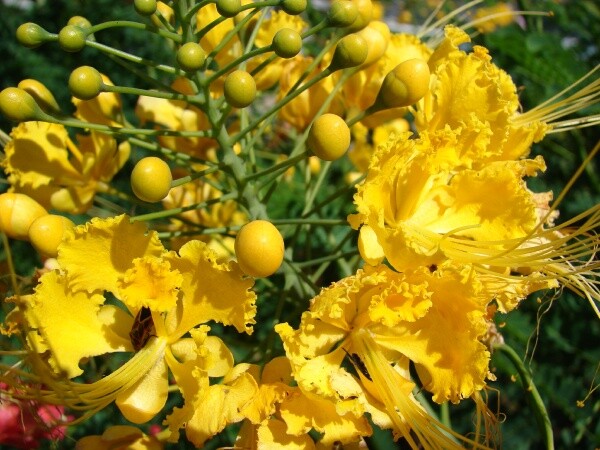 Caesalpinia Pulcherrima Yellow 7 Seeds, Mexican Bird Of Paradise Sm Shrub Tree