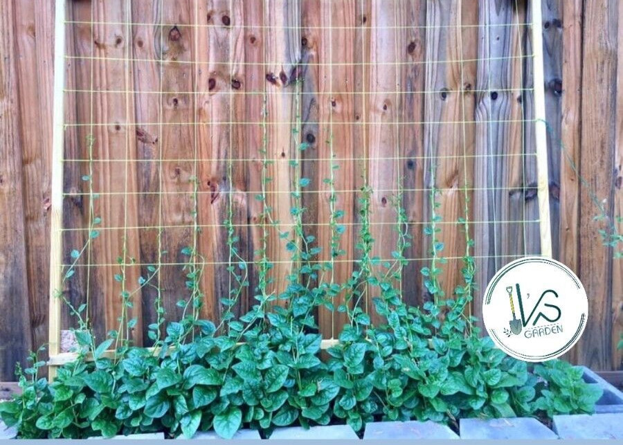32+PCS GREEN MALABAR SPINACH SEEDS, MỒNG TƠI XANH, 爬藤木耳菜