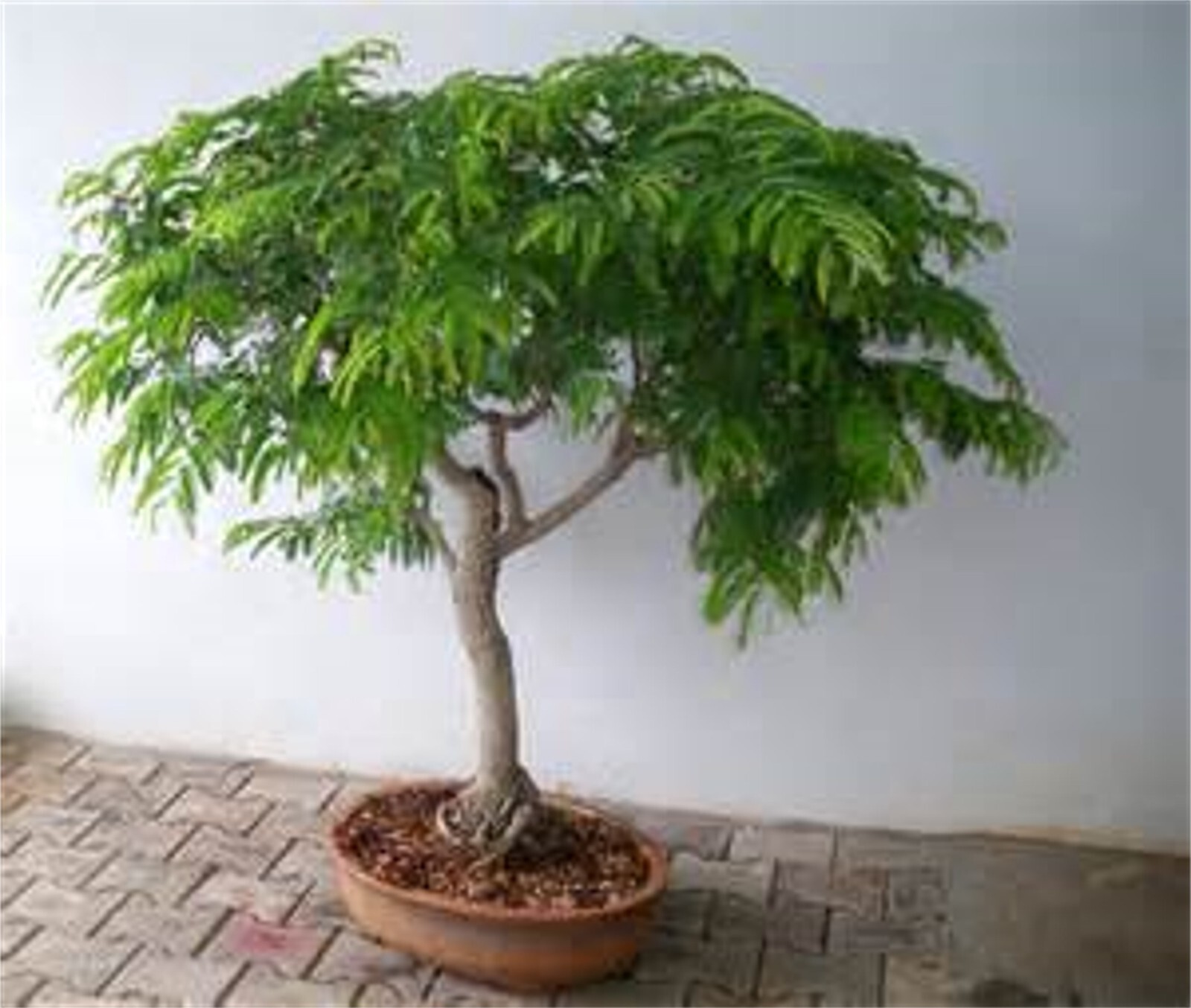 Tamarindus Indica 100 Seeds, Ornamental Tamarind Medicinal Edible Fruit Tree