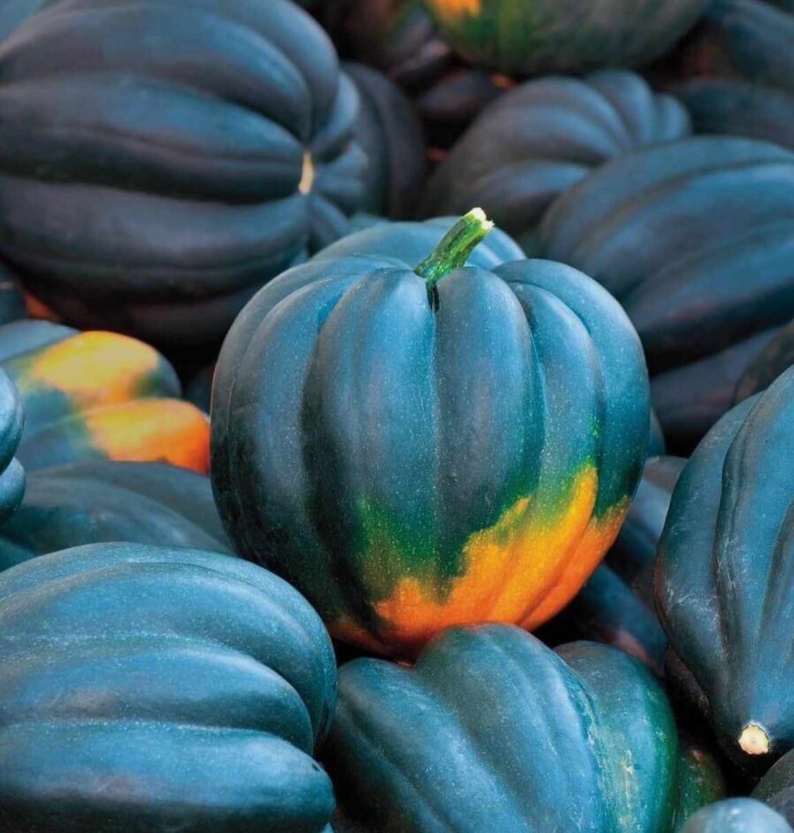 Fresh Table Queen Acorn Squash Seeds, Winter Organic Heirloom, 2026 🇺🇸U.S.A.