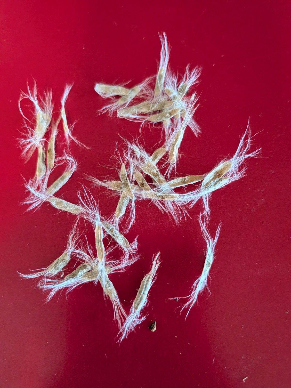Burgundy lace desert willow 15 SEEDS