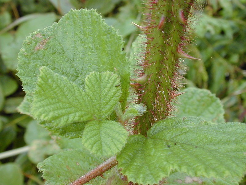 Rubus ellipticus | Ainselu | Golden Evergreen Raspberry | 20_Seeds