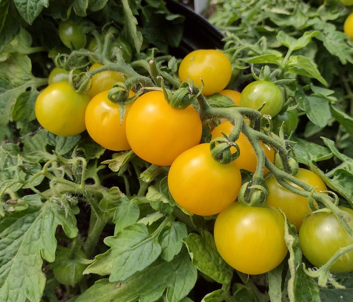🌱New! Dwarf Yellow Cherry Tomato 25 Seeds Indeterminate Variety