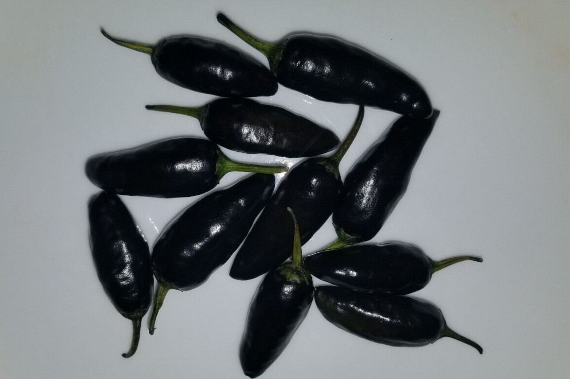 Black Jalapeno 12 Seeds