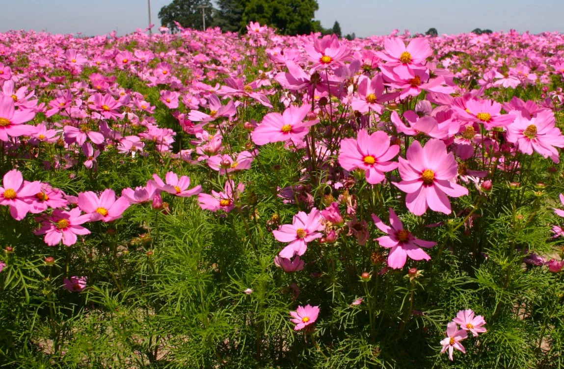 Pink Early Summer Cosmos (Dwarf) Seeds – For 2026 Planting Pink Wildflower