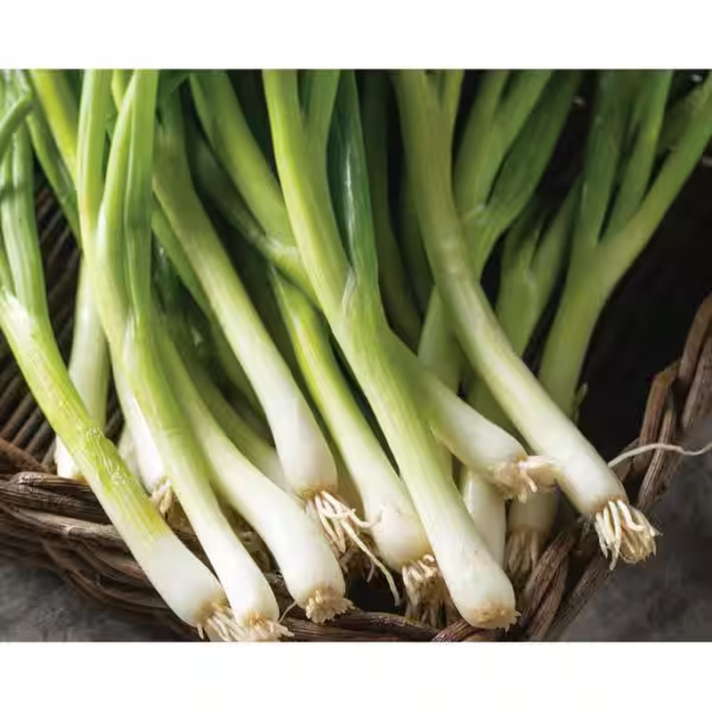 Organic Winter Veggies Seeds (7-Pack)