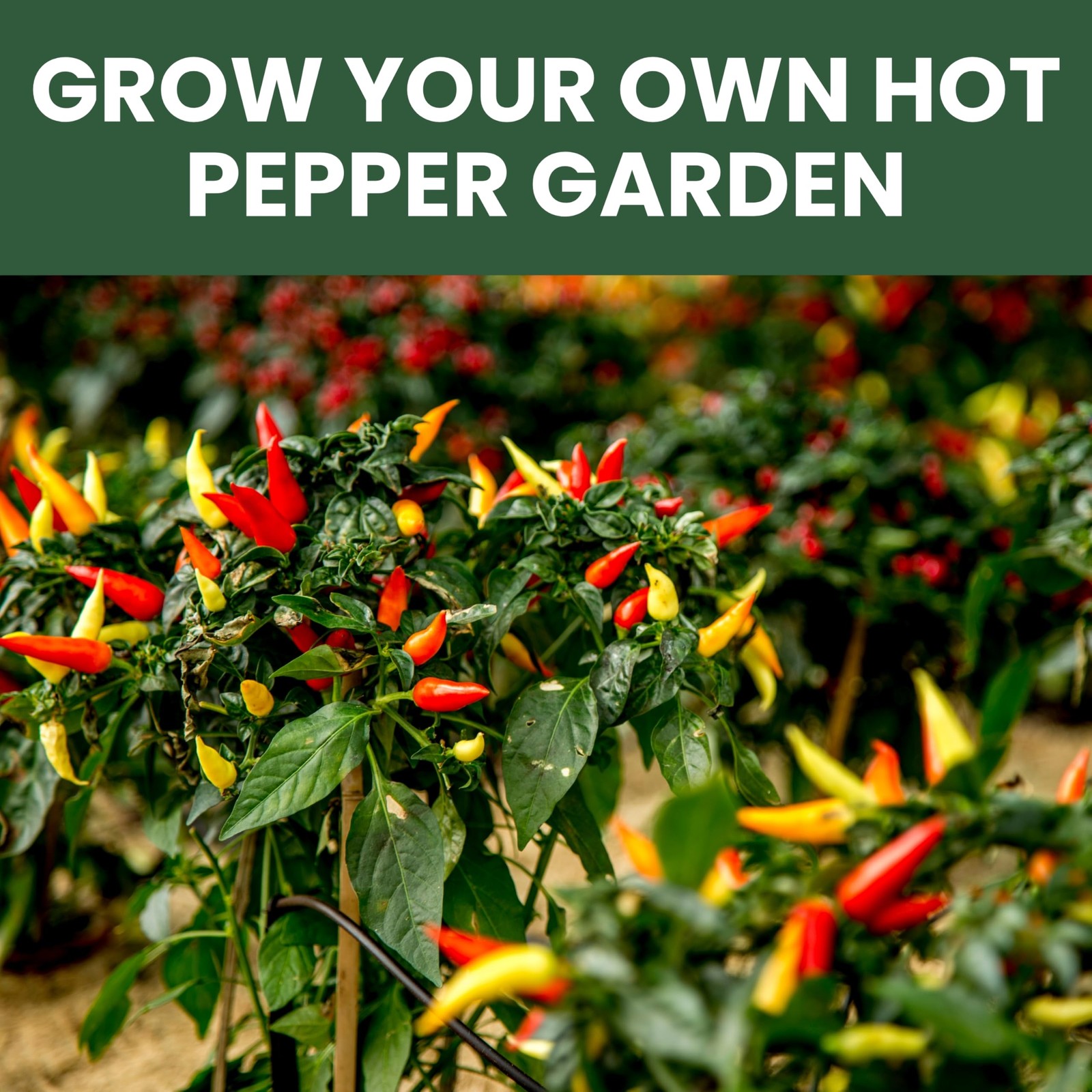 Hot Pepper Seeds | 10 Individual Packs | 2026 Season | Non-GMO | Cayenne, Hab…