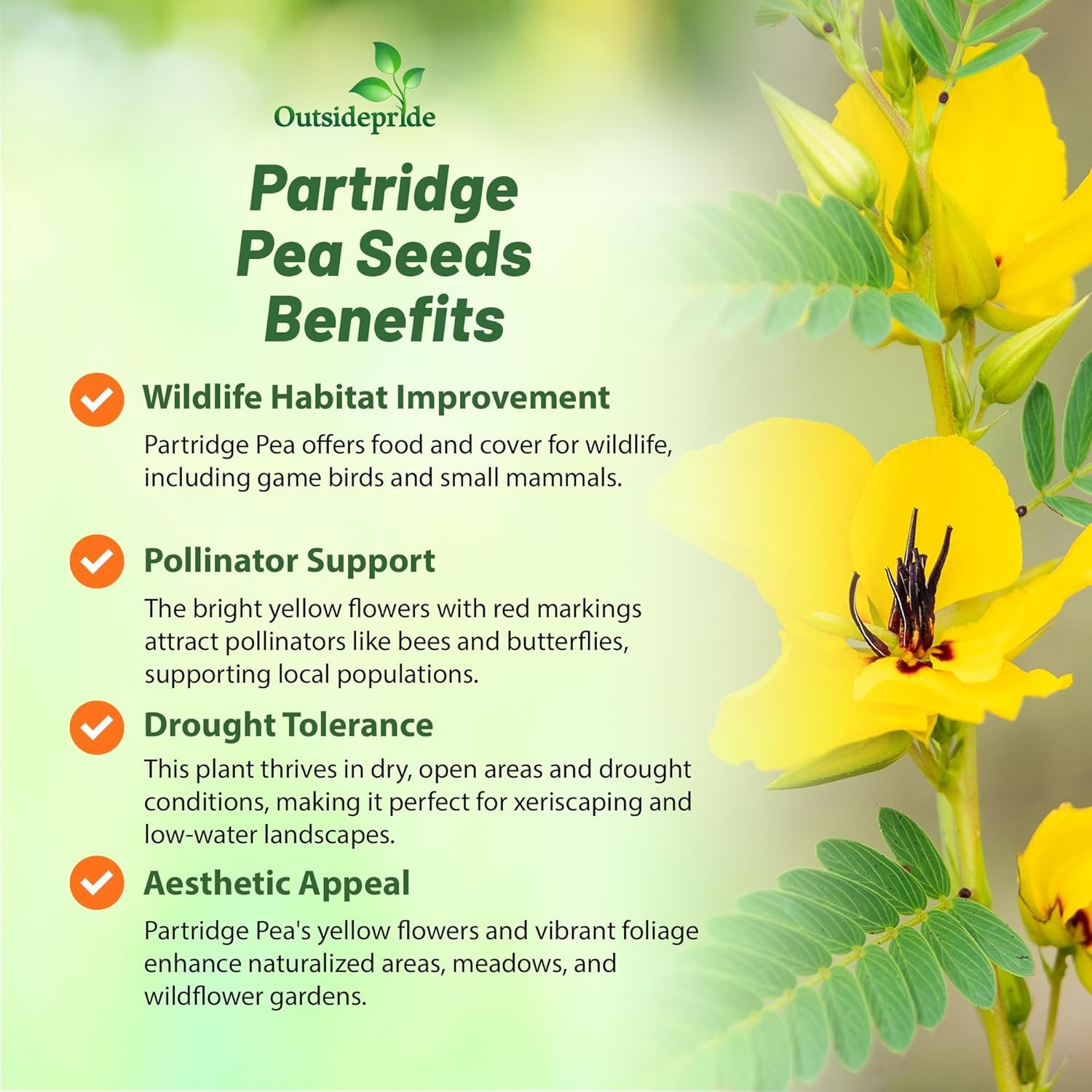 1000 Seeds Partridge Pea Seeds Drought Tolerant Wild Flower & Forage Seed