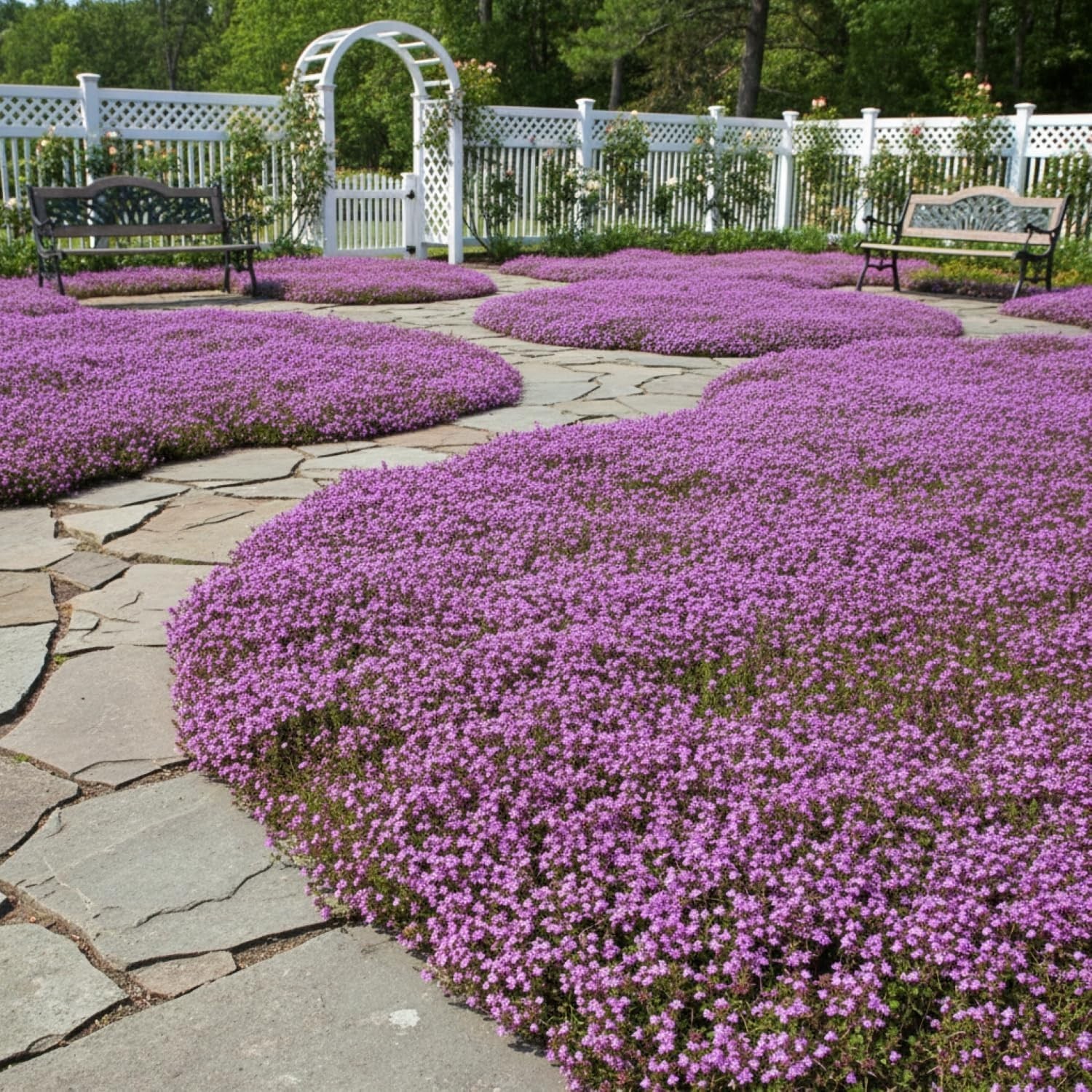 20,000+ Creeping Thyme Seeds Ground Cover, Non-GMO Perennial Flower Purple