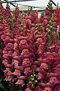 Snapdragon Greenhouse Forcing Potomac GF3-4 Lavender 500 seeds
