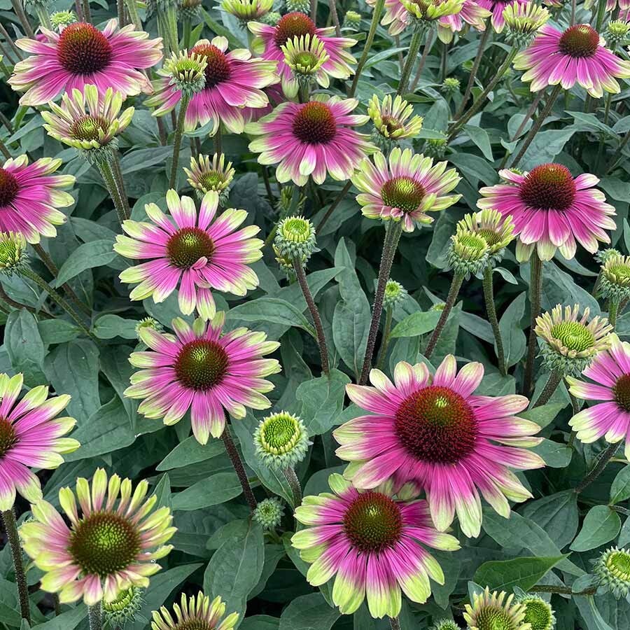 Rare Echinacea: A Delightful Long-lived Coneflower for Pollinators