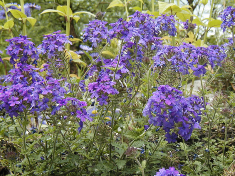 860 SEEDS -MOSS VERBENA attracts butterflies GroCo USA – BUY ANY 15=SHIPS FREE