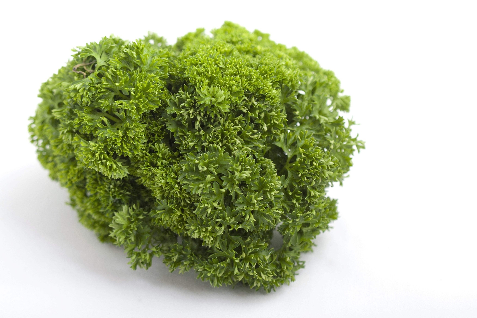1500 TRIPLE CURLED PARSLEY Petroselinum Hortensis Herb Vegetable Seeds *Comb S/H