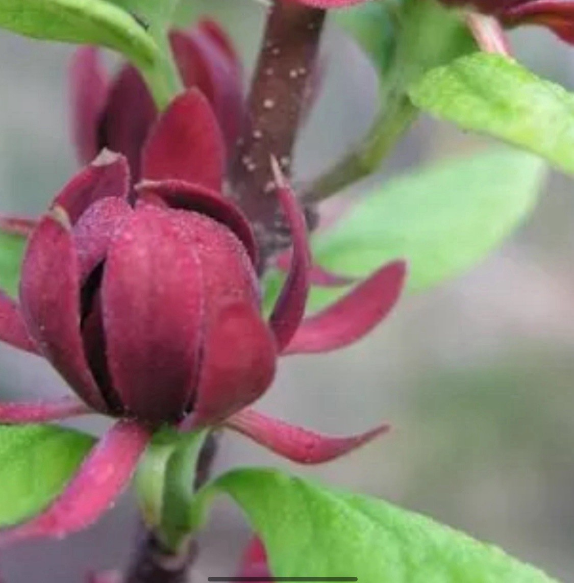 SWEET SHRUB “Spice Bush” BOGO SALE ! Size : 1-2 gal / #1 BEST SMELLING SHRUB