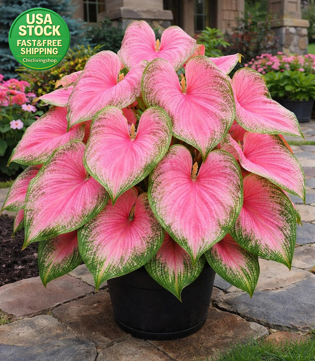 Pink Princess Caladium Bulbs Easy Grow Shade Plant 6 Bulbs Tropical Color