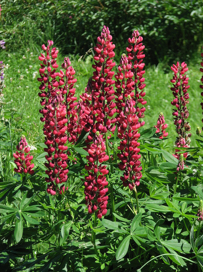 RUSSELL LUPINE MIX 50 SEEDS, MIX OF RED, PURPLE, BLUE/WHITE, PINK, AND MORE…