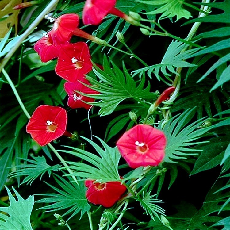 50 STAR GLORY SEEDS Cardinal Creeper Vine Flower Plant Butterflies Hummingbirds