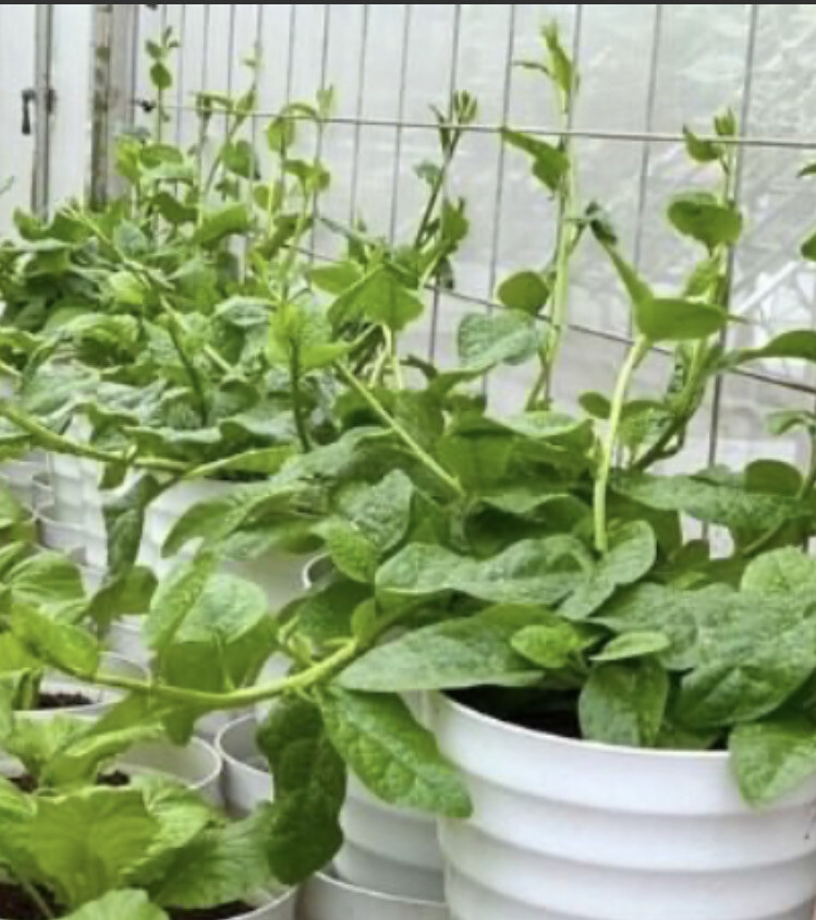 30 Green Malabar Spinach Seeds – Vietnamese Spinach – Mong Toi Xanh