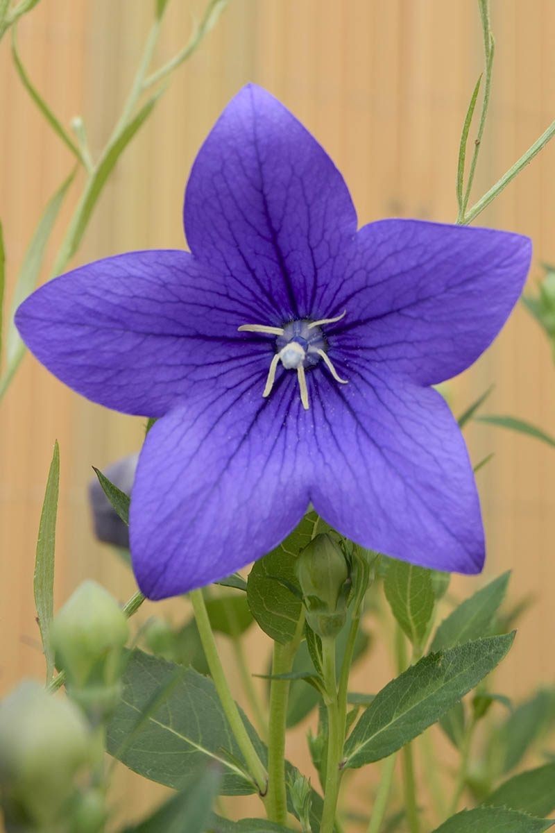 Balloon Flower, Platycodon Grandiflorus Seeds Purple