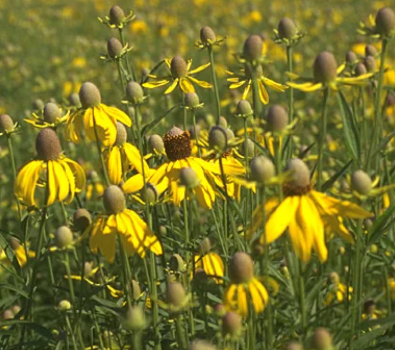 Coneflower PRAIRIE Pollinator Wild Flowers Biennial, Perennial Non-GMO 500 Seeds