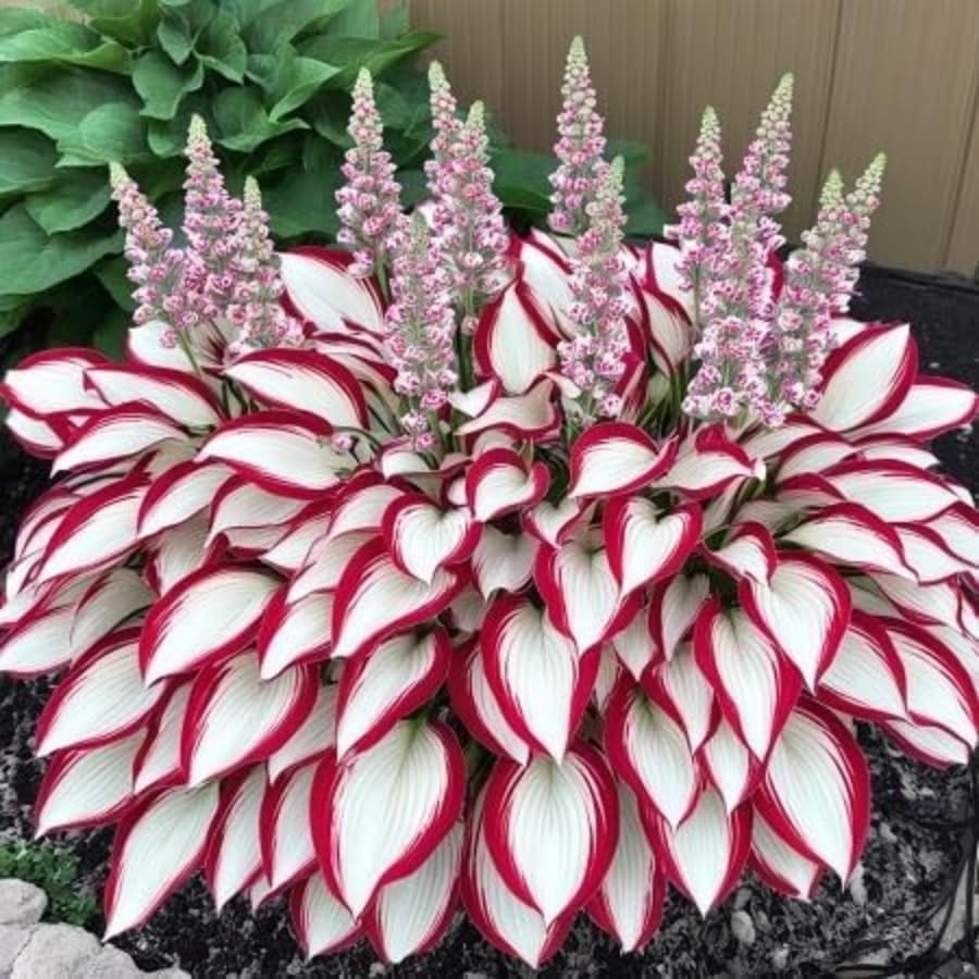 Hosta Seeds, 160+ Non-GMO Heirloom Shade Plants, Hardy Garden Foliage