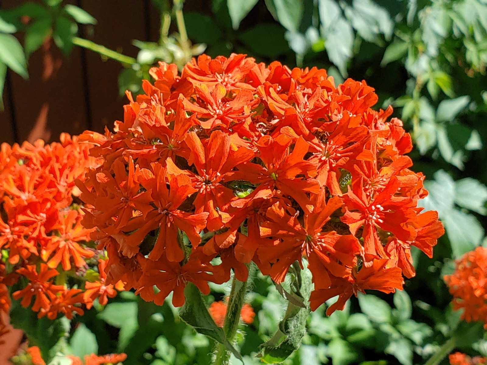 300 MALTESE CROSS (Jerusalem Cross / Campion) Lychnis Chalcedonica Flower Seeds