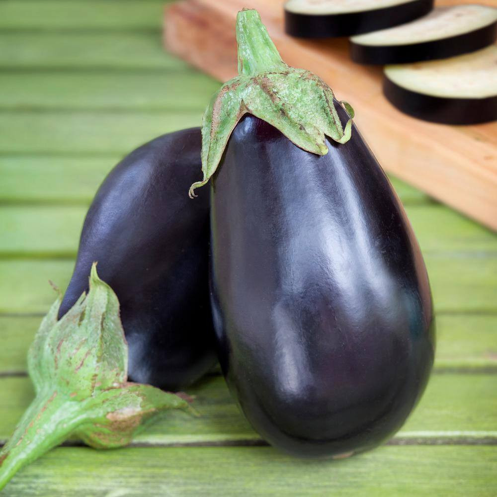 19 Oz. Black Beauty Eggplant Plant (2-Pack)