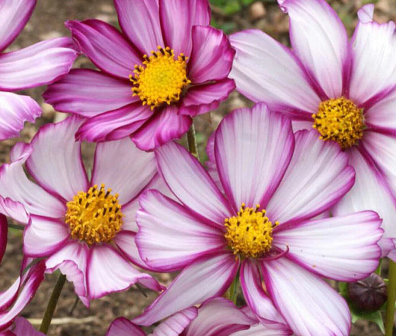 175 SEEDS – cosmos CANDY STRIPE annual GroCo – BUY ANY 15 ITEMS-SHIPS FREE