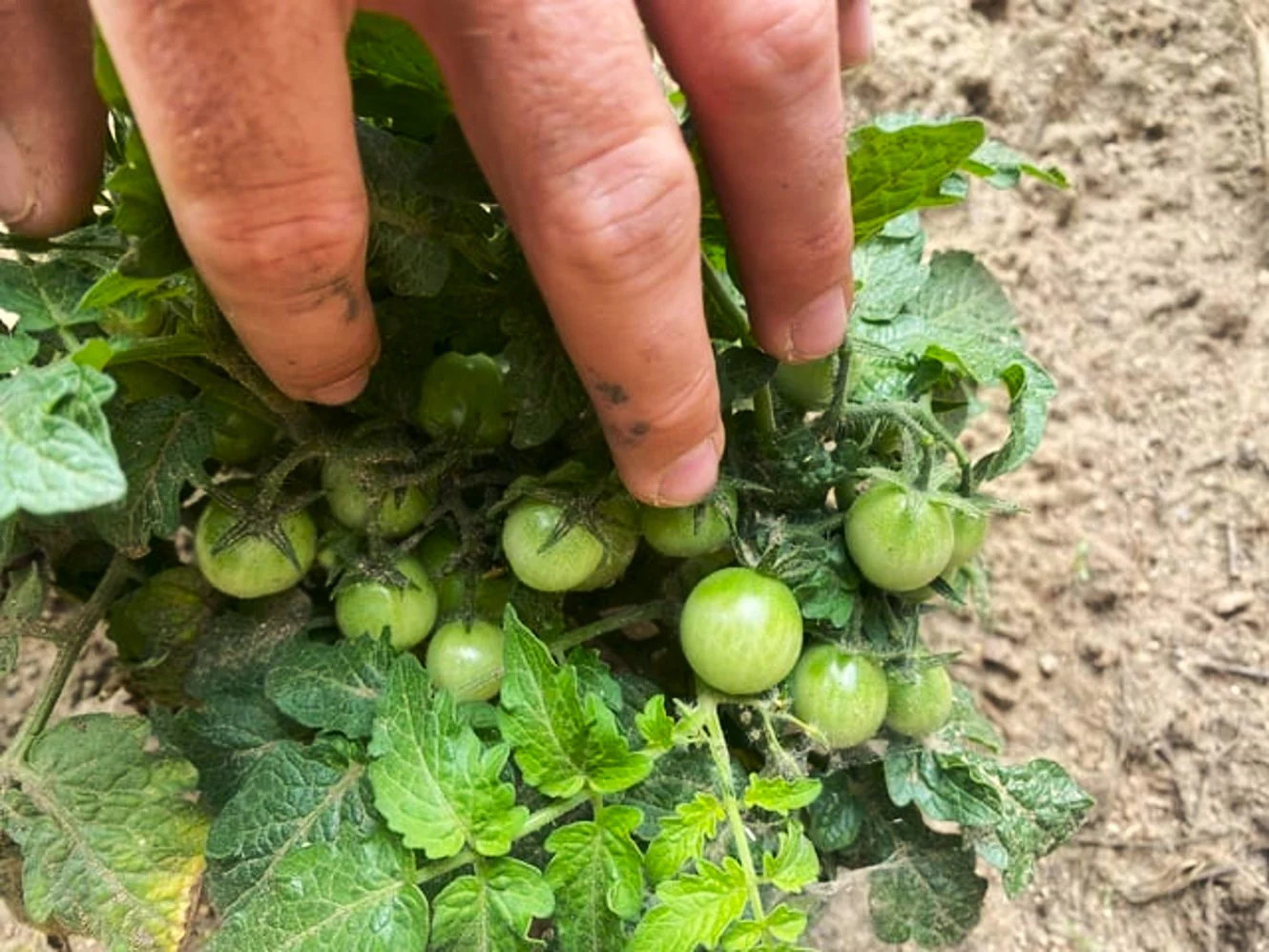 Red Robin Tomato (Micro Dwarf) Seeds – For 2026 Planting 6-12 Inches Tall
