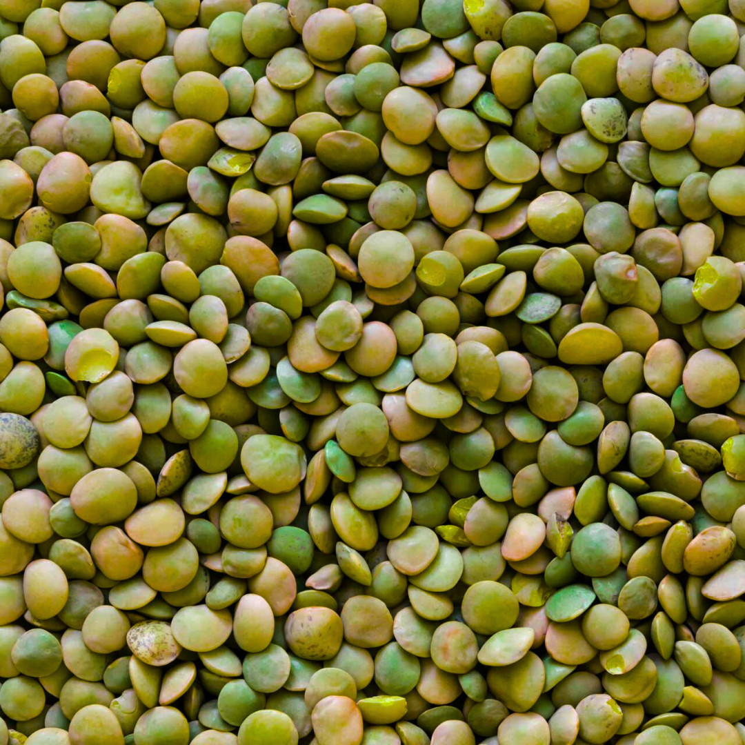 Fresh Premium Organic Lentil Seeds | Green | Heirloom Non-GMO | Vegetable Seeds