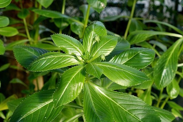 Impatiens sodenii subsp. oliveri | Poor Man’s Rhododendron | 10 Seeds