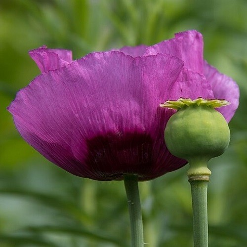 Heirloom Hungarian Blue Breadseed Poppy Seeds | Stratified Papavaer somniferum