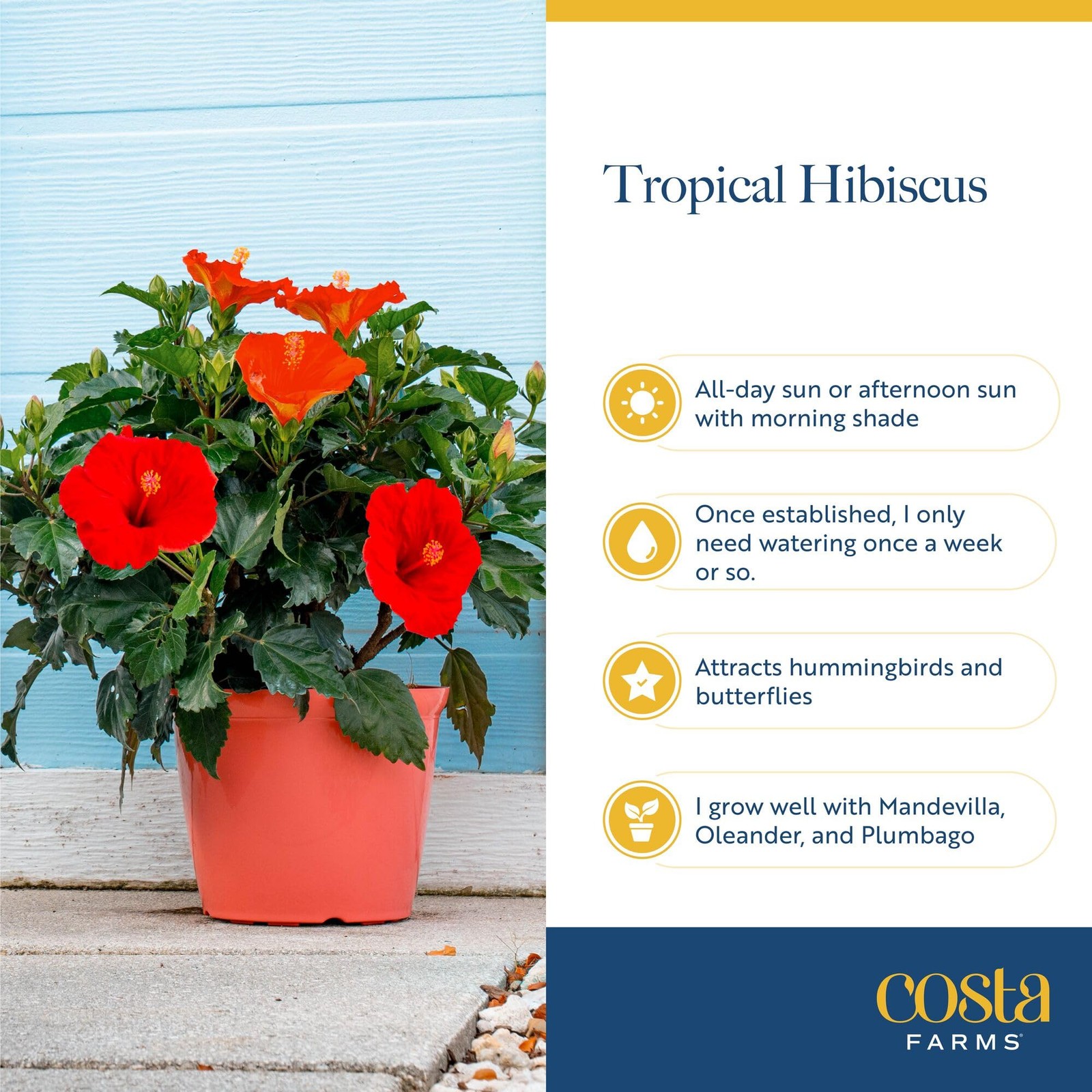 Live Pink Hibiscus Plant – Tropical Outdoor Flowering Shrub, 16-Inches Tall -…