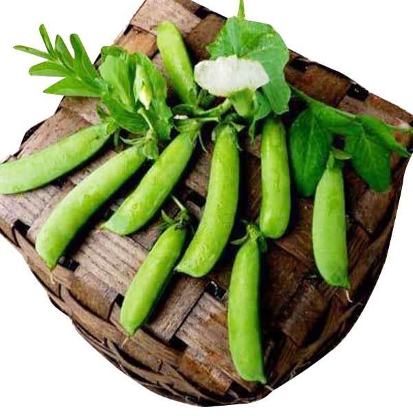 50 Heirloom Sugar Snap Pea Seeds – Non-GMO, Bush Variety, 2′ Tall – Garden Plant