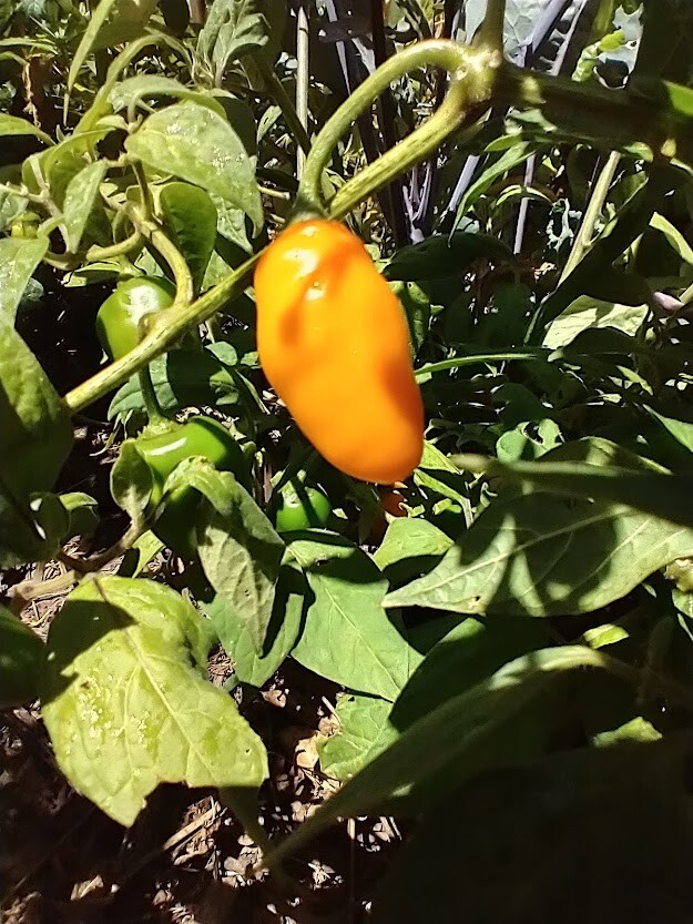 Honey Badger Manzano Chile pepper seeds (FREE SHIPPING to USA) (24)