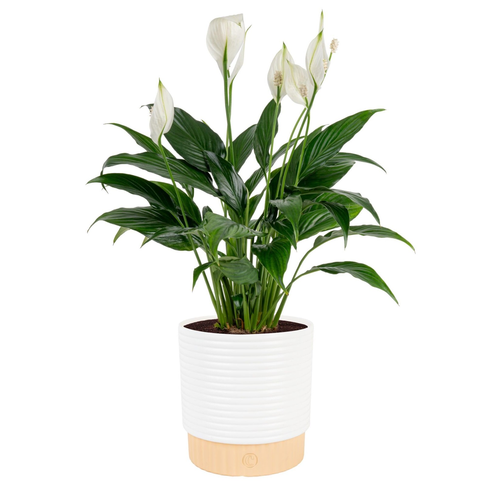 Peace Lily Live Plant in Decorative Pot, Air Purifying Flowering Indoor House…