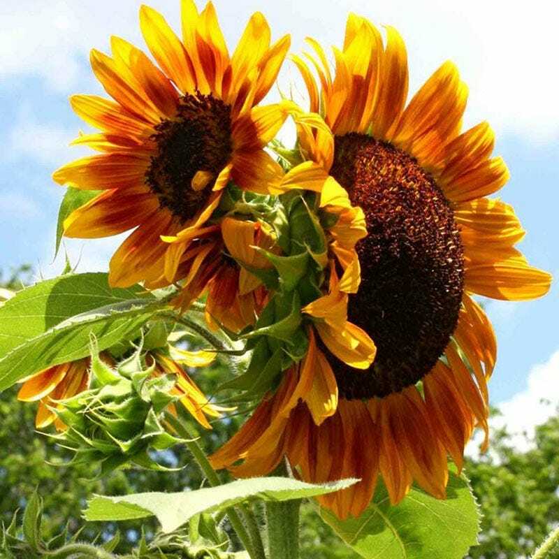 Sunflower AUTUMN BEAUTY MIX Branching Multiple Flowers Non-GMO 100 Seeds