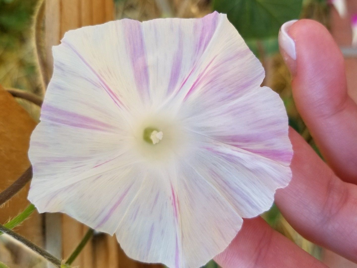 Morning Glory, Tall Mixed Wildflower Seeds, NON-GMO, FREE SHIPPING