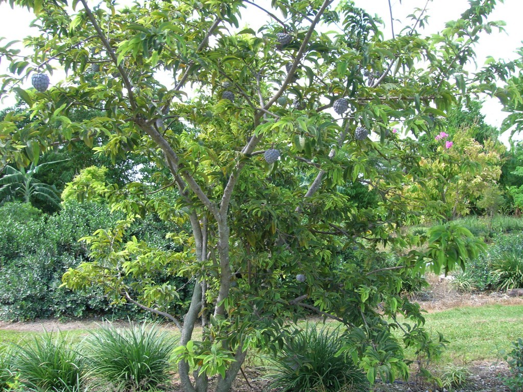 Annona Squamosa 10 Seeds, Sugar Custard Apple Sweetsops Fruit Tree Shrub