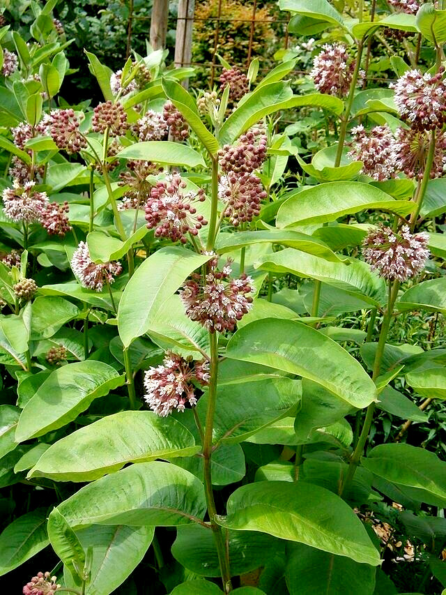 PINK MILKWEED 101 SEEDS, COMMON MILKWEED, ASCLEPIAS SYRIACA, MONARCH BUTTERFLIES