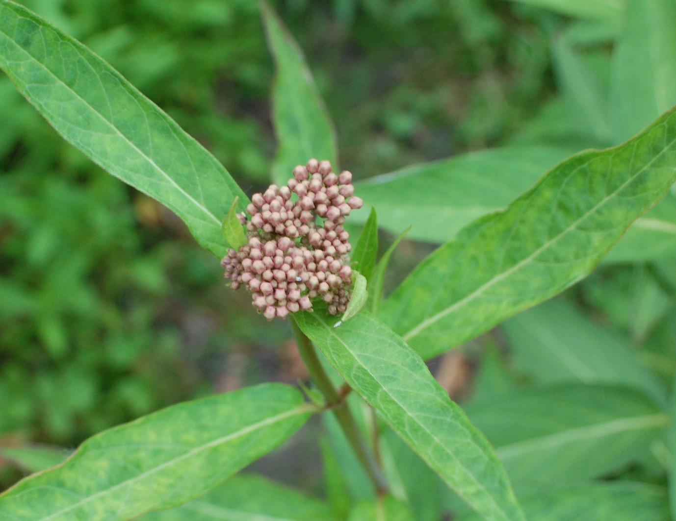 1 GRAM +Pink Swamp Milkweed/NATIVE NE US/Asclepius Incarnata/ORGANIC
