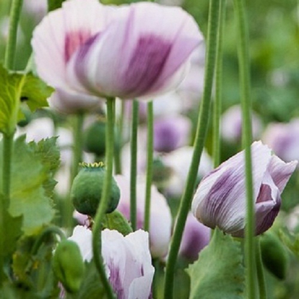 20,000+ Untreated, Organic Tasmanian Papever Somniferum Poppy Seeds for Planting