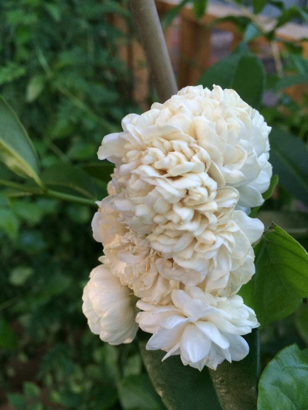 Grand Duke of Tuscany Jasmine~Jasminum Sambac~~SMALL Rooted STARTER Plant~