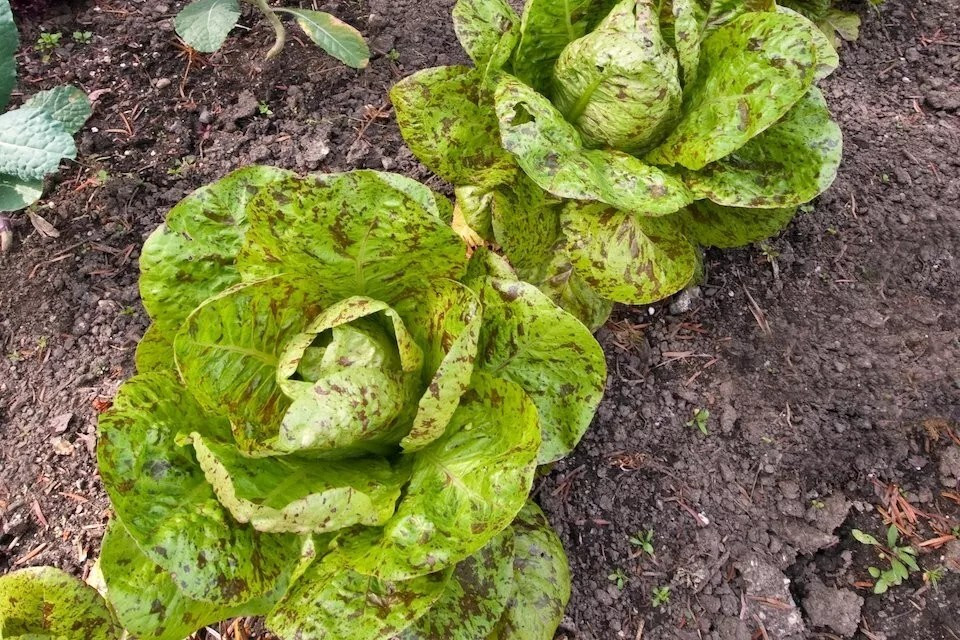 500+ FRECKLES ROMAINE LETTUCE SEEDS – Heirloom – Organic – NON GMO —- FRESH