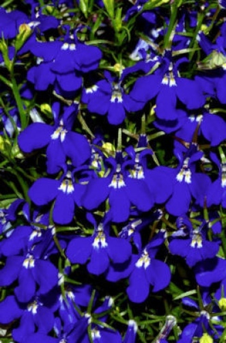 200 BLUE & WHITE HALF MOON LOBELIA Erinus Flower Seeds *Comb S/H
