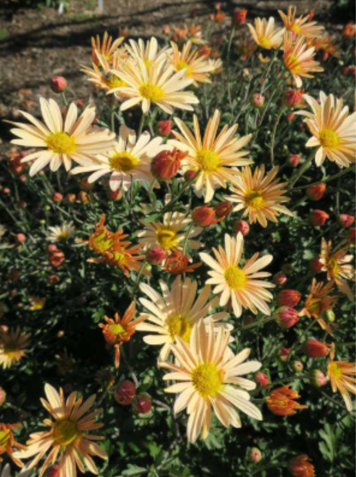Brandywine Sunset Daisy Mum Plant – 3-5″ Tall – Colored Flowers – Zones 5–9